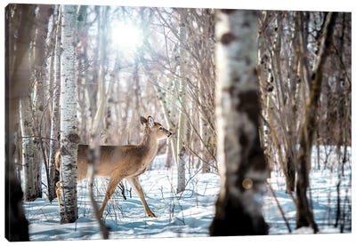 Baby Deer Walking On Snow Canvas Art Print - Aspen Tree Art