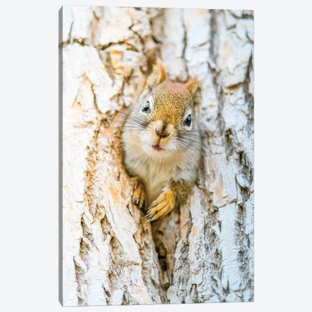 Cute Squirrel Mom Canvas Print #NRV450} by Nik Rave Canvas Art Print