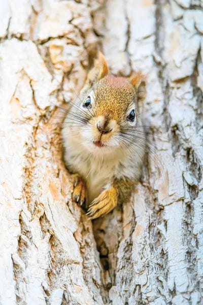 Nik Rave: Cute Squirrel Mom by Nik Rave