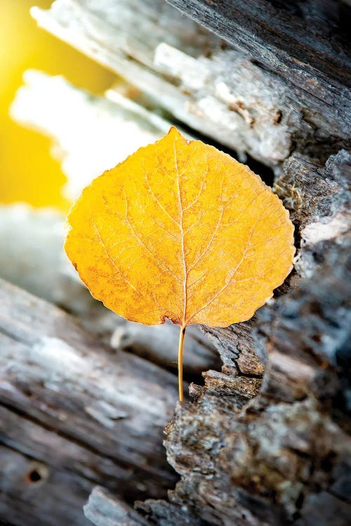 Dividing Gravity Magic Of Nature