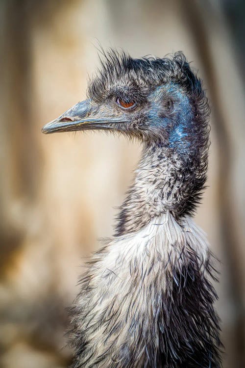 Emu Portrait by Nik Rave wall art