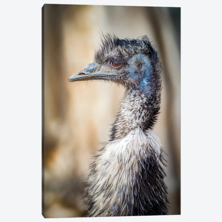 Emu Portrait Canvas Print #NRV453} by Nik Rave Canvas Art Print