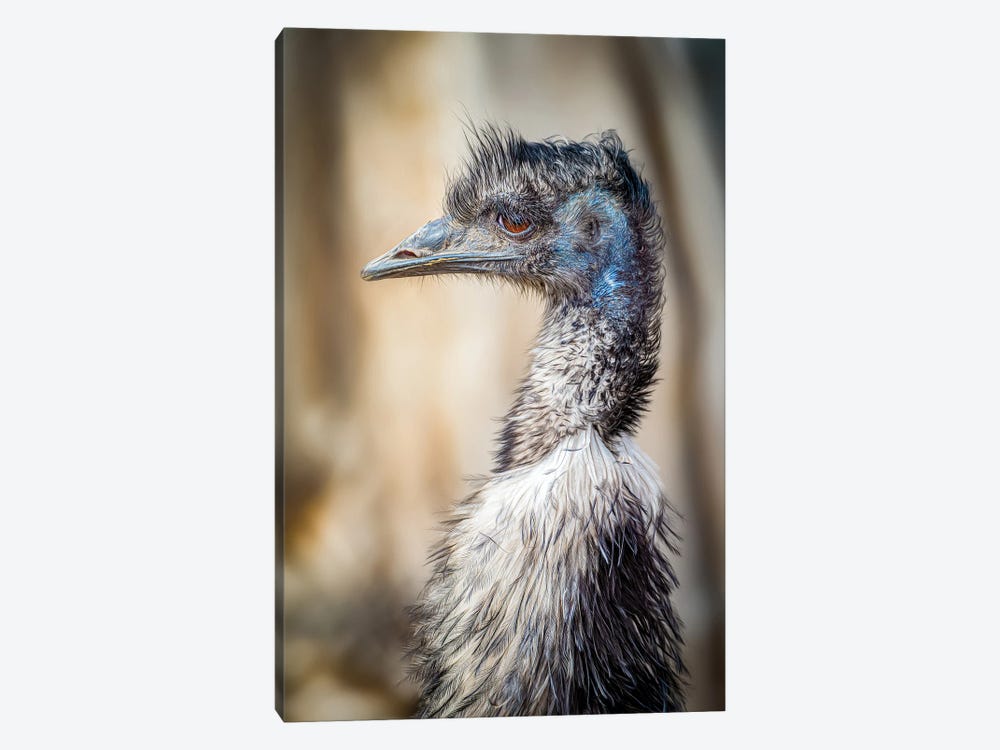 Emu Portrait by Nik Rave 1-piece Art Print