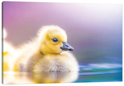 First Adventure It To The Future Canvas Art Print - Duck Art