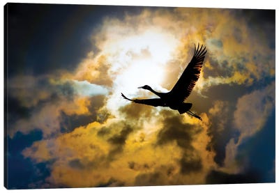 Flight Of Freedom Canvas Art Print - Nik Rave