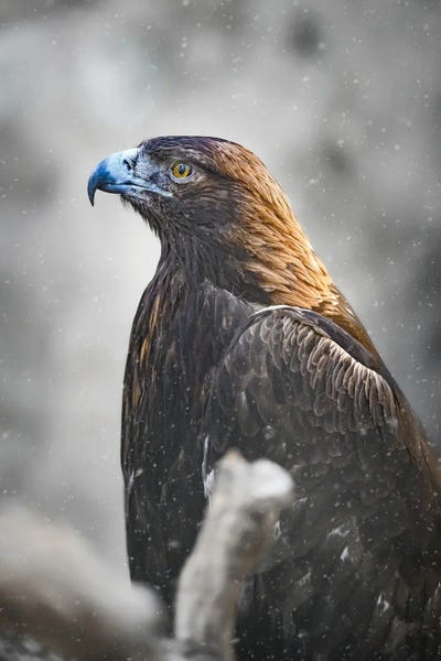Nik Rave: Golden Eagle by Nik Rave