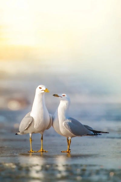 Love Is In The Air by Nik Rave framed canvas print
