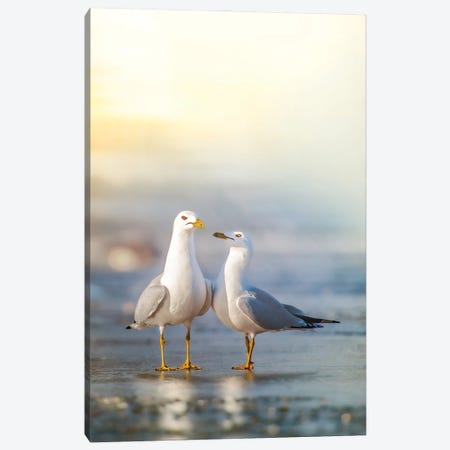 Love Is In The Air Canvas Print #NRV469} by Nik Rave Canvas Art