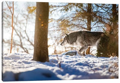 Timber Wolf Walking On The Snow Canvas Art Print - Nik Rave