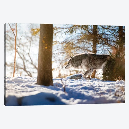Timber Wolf Walking On The Snow Canvas Print #NRV46} by Nik Rave Canvas Print