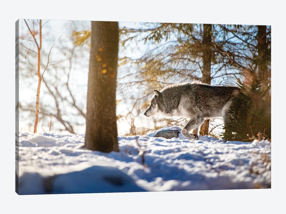 Timber Wolf Walking On The Snow by Nik Rave 1-piece Canvas Artwork
