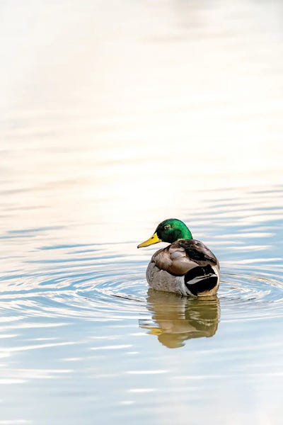 Nik Rave: Mallard by Nik Rave