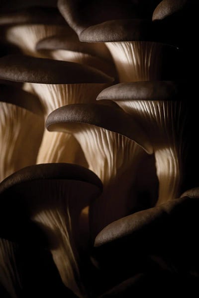 Mushroom World II by Nik Rave framed canvas print