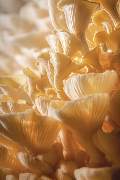 Mushrooms: Mushroom World by Nik Rave