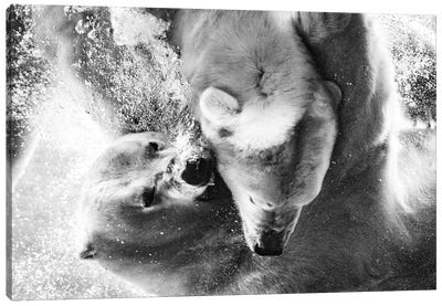 Polar Bears Fighting Underwater Close Up In Black And White Canvas Art Print - Polar Bear Art