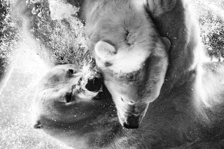 Polar Bears Fighting Underwater Close Up In Black And White