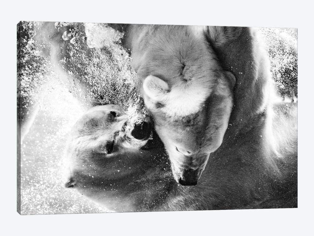 Polar Bears Fighting Underwater Close Up In Black And White by Nik Rave 1-piece Canvas Art Print