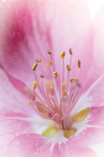 Floral Close-Ups: The Colors Of Love by Nik Rave