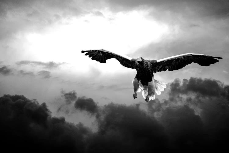 Glorious Stellers Eagle In Black And White