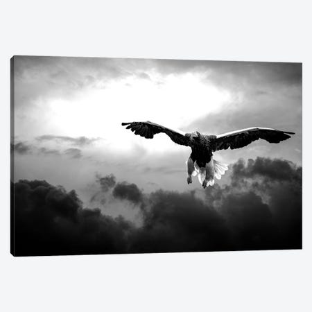 Glorious Stellers Eagle In Black And White Canvas Print #NRV48} by Nik Rave Canvas Wall Art