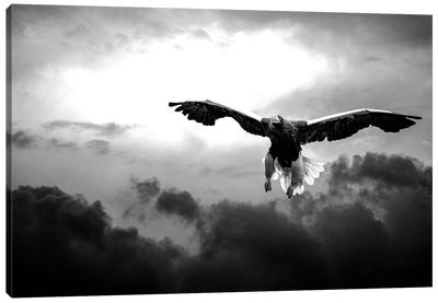 Glorious Stellers Eagle In Black And White Canvas Art Print - Nik Rave