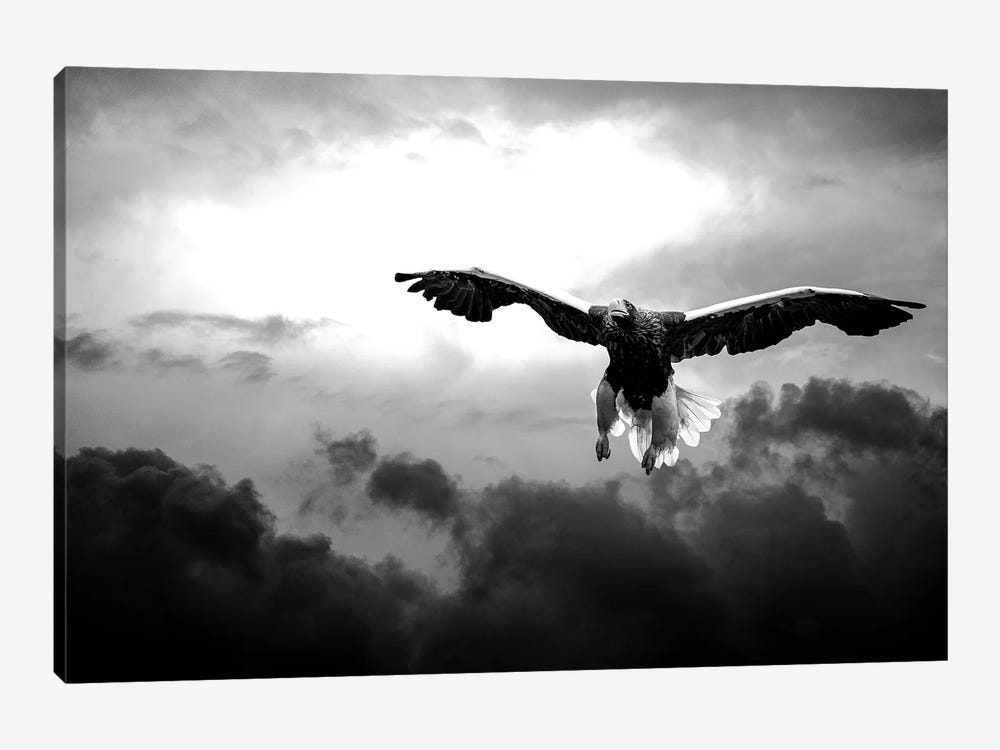 Glorious Stellers Eagle In Black And White by Nik Rave 1-piece Canvas Wall Art