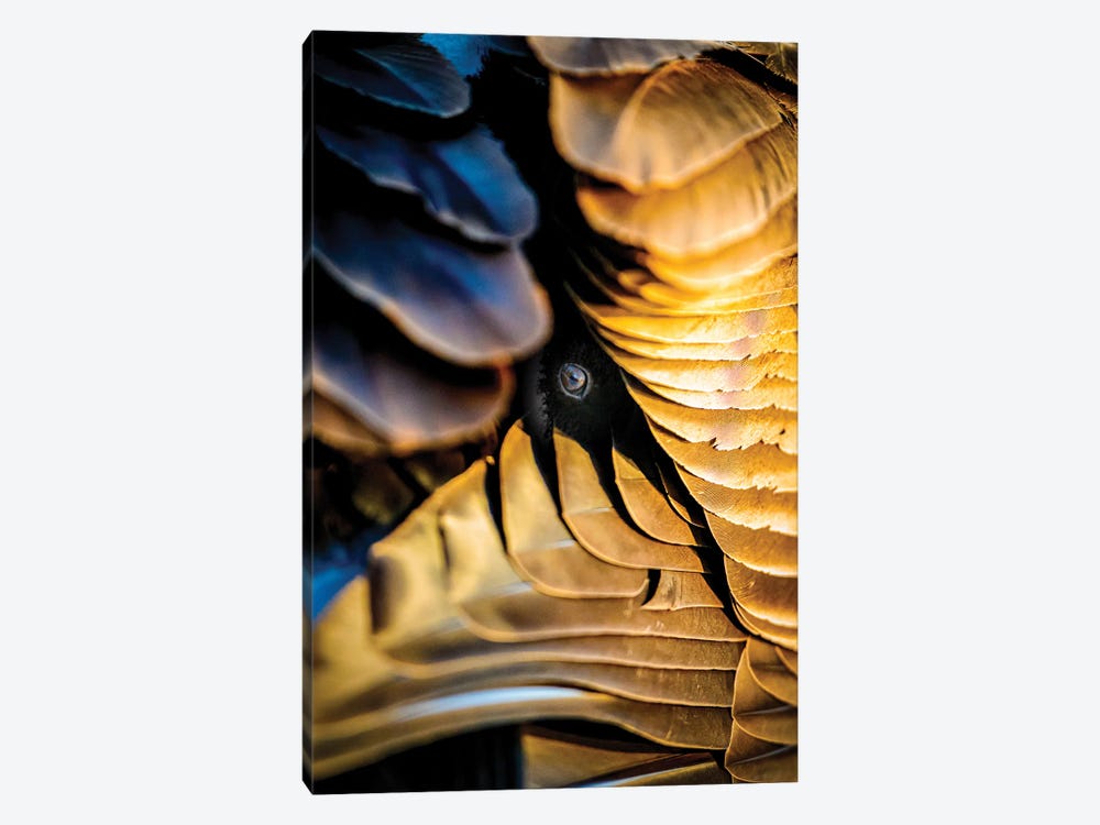 The Veil Of Feathers by Nik Rave 1-piece Canvas Art
