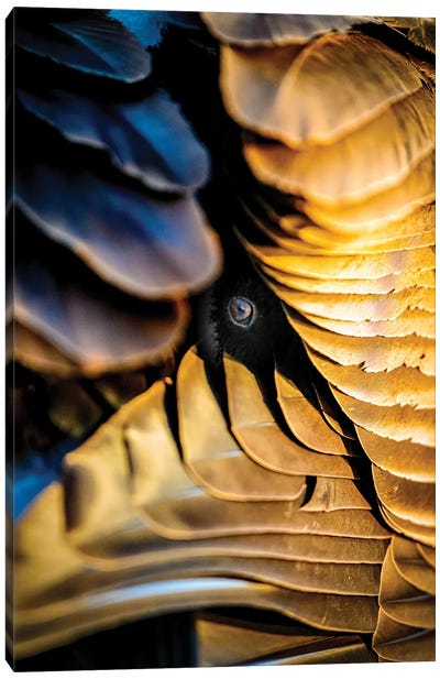 The Veil Of Feathers Canvas Art Print - Nik Rave