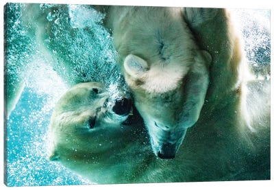 Polar Bears Fighting Underwater Close Up Canvas Art Print - Polar Bear Art