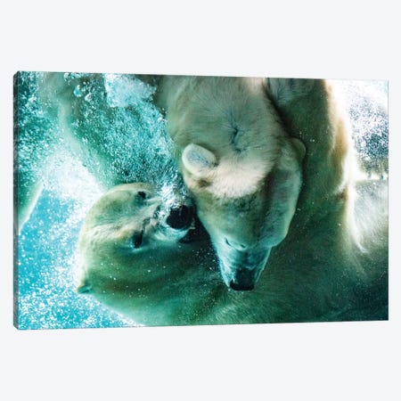 Polar Bears Fighting Underwater Close Up Canvas Print #NRV49} by Nik Rave Canvas Art