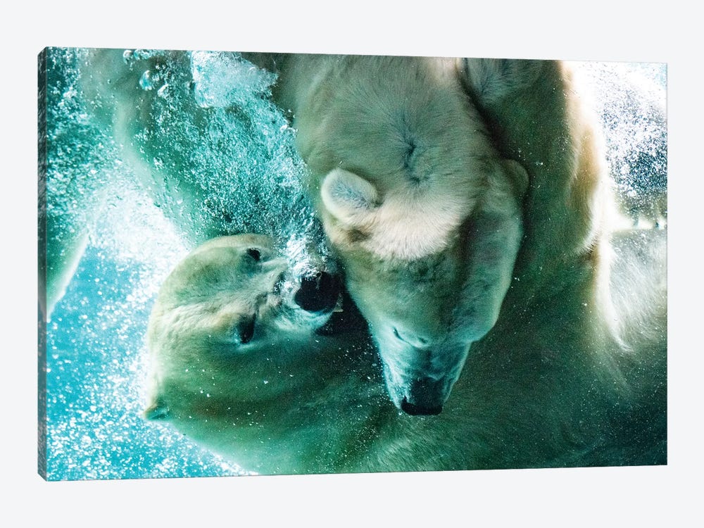 Polar Bears Fighting Underwater Close Up by Nik Rave 1-piece Canvas Print