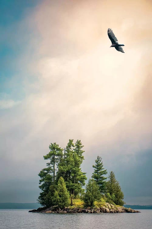 Small Island & A Bird by Nik Rave wall art
