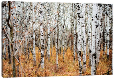 Birch Grove Canvas Art Print - Birch Tree Art