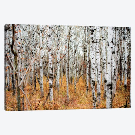 Birch Grove Canvas Print #NRV50} by Nik Rave Canvas Print