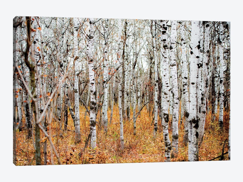 Birch Grove by Nik Rave 1-piece Art Print
