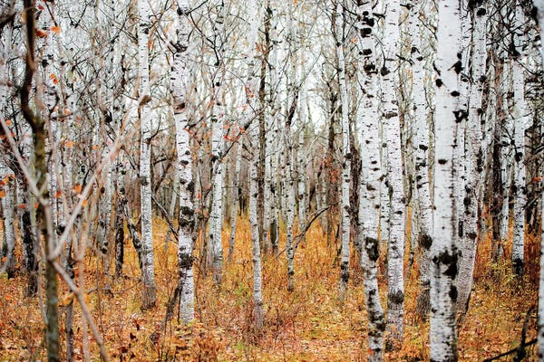 Birch Trees: Birch Grove by Nik Rave