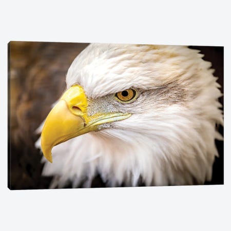 The Eagle Eye Canvas Print #NRV510} by Nik Rave Canvas Art