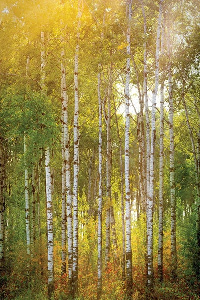 Nik Rave: Sunrise Over Golden Forest by Nik Rave