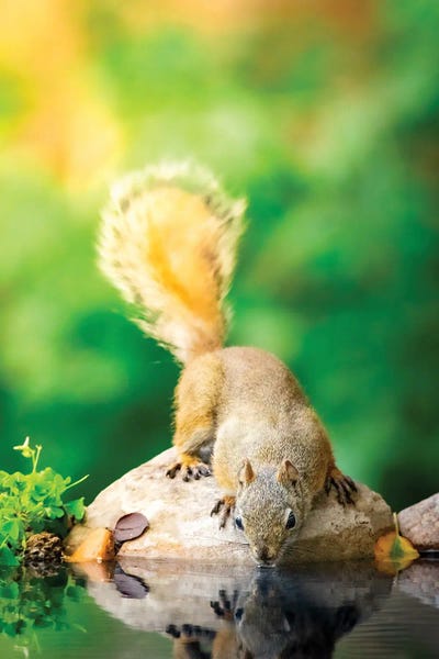 Rodents: Sip Of Life by Nik Rave