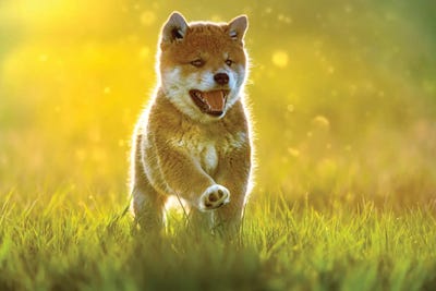 Morning Joy by Nik Rave framed canvas print