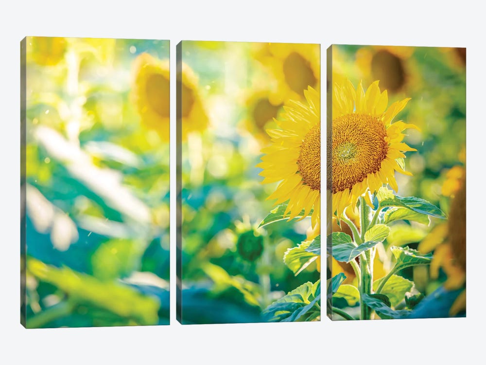 Land Of Sun by Nik Rave 3-piece Canvas Wall Art
