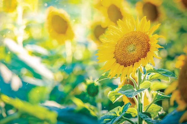 Fine Art Print: Land Of Sun by Nik Rave