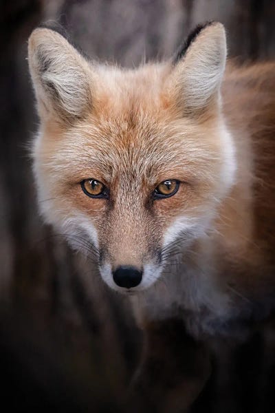 Nik Rave: Now I See You by Nik Rave