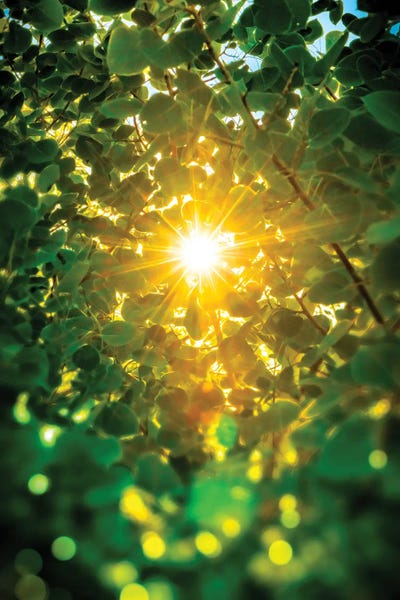 Morning Star