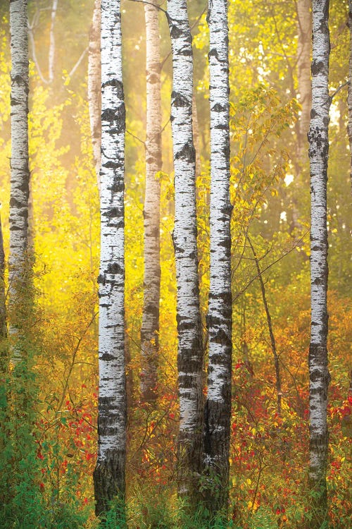 Golden Forest by Nik Rave wall art