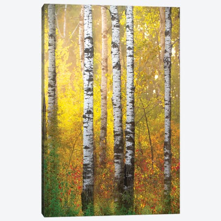 Golden Forest Canvas Print #NRV524} by Nik Rave Canvas Art