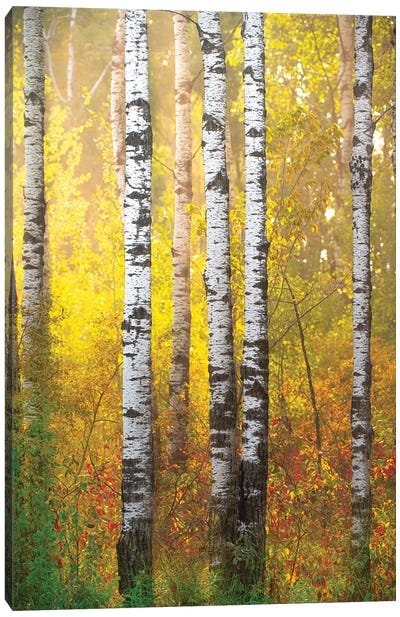 Golden Forest Canvas Art Print - Nik Rave