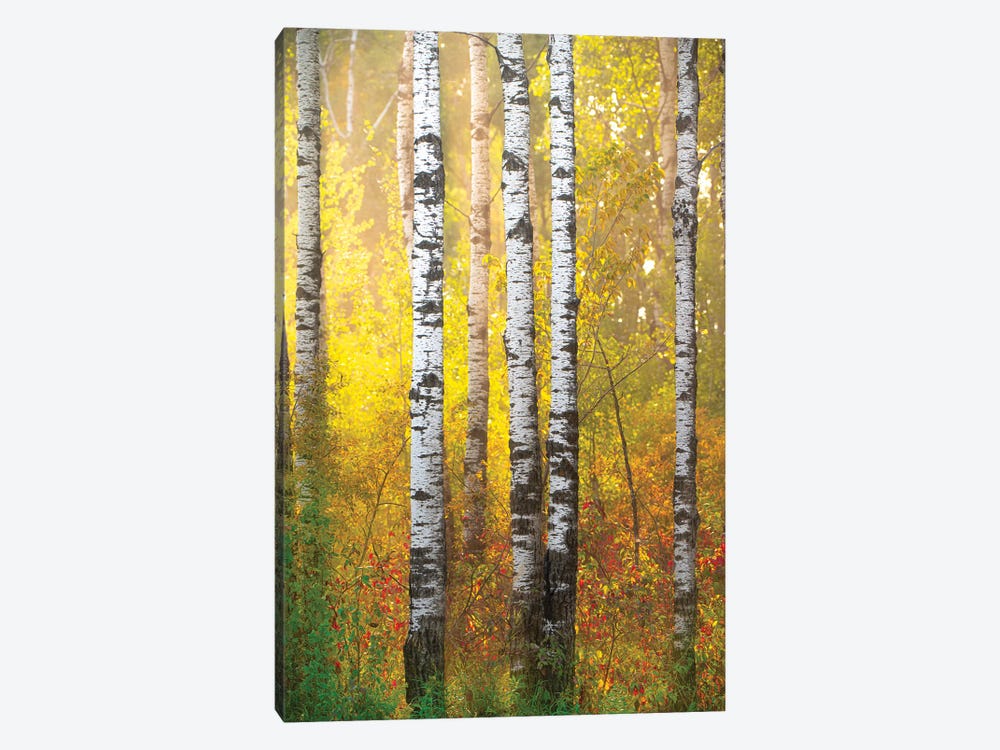 Golden Forest by Nik Rave 1-piece Canvas Wall Art