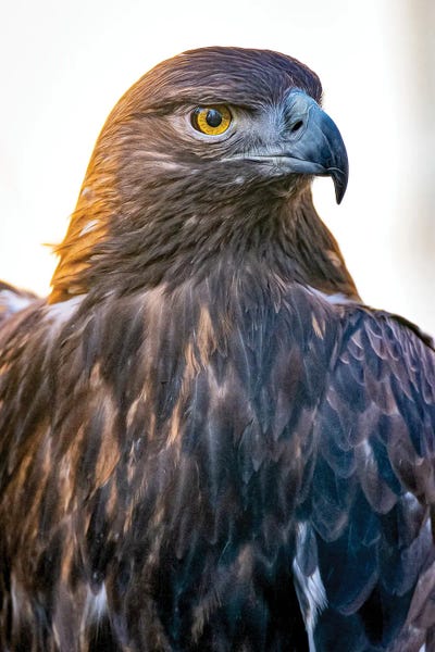 Buzzards & Hawks: Grateful Pride by Nik Rave