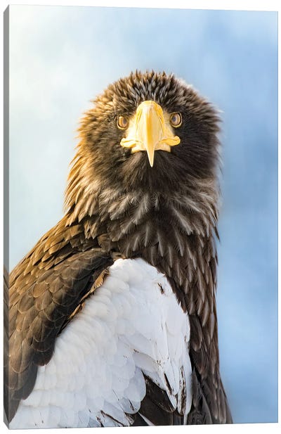 Thirsty For More II Canvas Art Print - Eagle Art